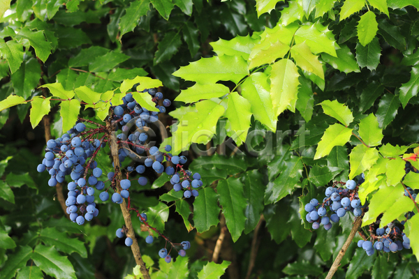 성장 사람없음 JPG 포토 해외이미지 과일 관목 내추럴 농업 식물 식용 야외 약초 여름(계절) 열매 음식 잎 자연 장식 초록색 큼 파란색 해외202004