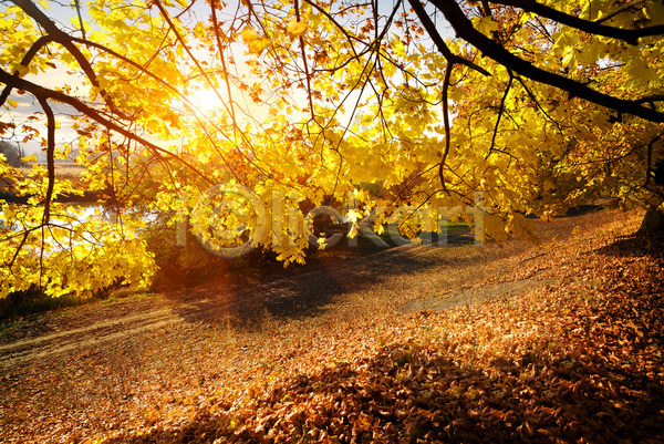 사람없음 JPG 포토 해외이미지 가을(계절) 가을풍경 낙엽 단풍 숲 야외 우크라이나 자연 주간 해외202004 햇빛