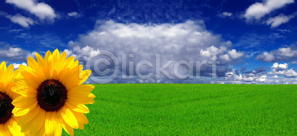 사람없음 JPG 포토 해외이미지 계절 구름 그리너리 꽃 내추럴 백그라운드 벽지 봄 세포 수평선 식물 야외 여름 원예 유기농 자연 잔디 장면 정원 지구 초록색 폭풍 풍경 하늘 해바라기 해외202004 해외포토 환경