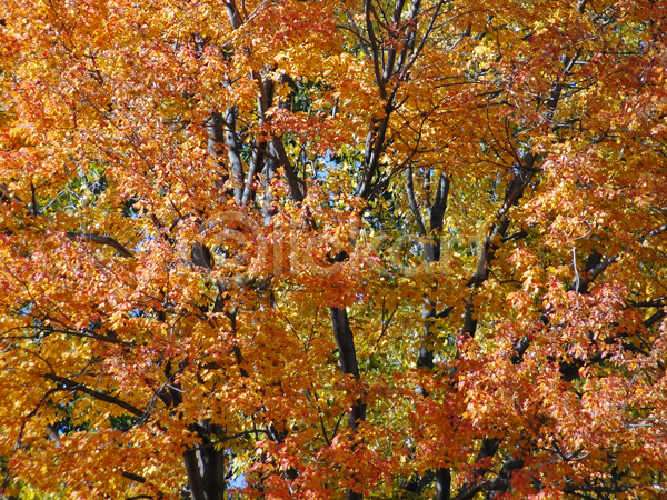 사람없음 JPG 포토 해외이미지 가을(계절) 계절 나무 나뭇가지 노란색 빨간색 오렌지 잎 초록색 컬러풀 풍경(경치) 해외202004
