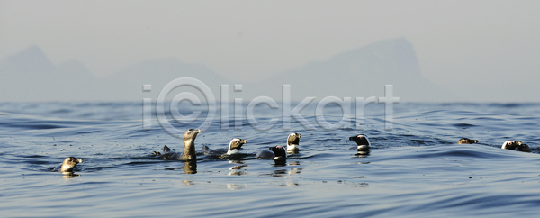 사람없음 성인 JPG 포토 해외이미지 1 검은색 남쪽 내추럴 동물 망토 멸종 물 바다 서기 서쪽 수영 수중 쌍 아프리카 야생동물 야외 자연 조류 종류 칠레 타운 파도 파란색 펭귄 표면 해외202004 해외포토 흰색