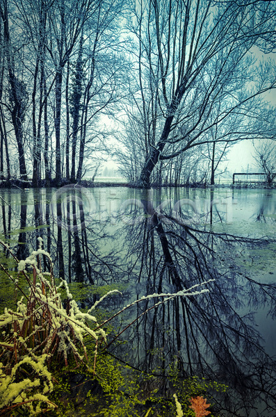 추위 사람없음 JPG 포토 해외이미지 12월 거울 겨울 계절 나무 물 반사 시골 얼음 연못 이탈리아 자연 풍경(경치) 해외202004