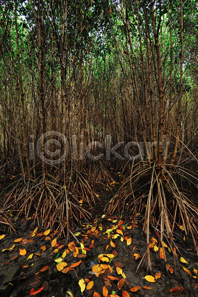 사람없음 JPG 포토 해외이미지 강 공원 나무 나뭇가지 내추럴 물 뿌리 숲 식물 아시아 야외 여름(계절) 여행 잎 자연 초록색 풍경(경치) 해외202004 환경