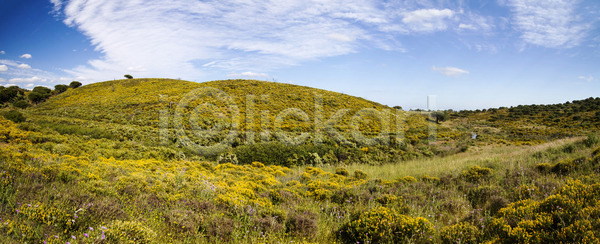 사람없음 JPG 포토 해외이미지 구름 꽃 노란색 봄 언덕 지중해 파노라마 파란색 포르투갈 풍경 하늘 해외202004 해외포토 흰색
