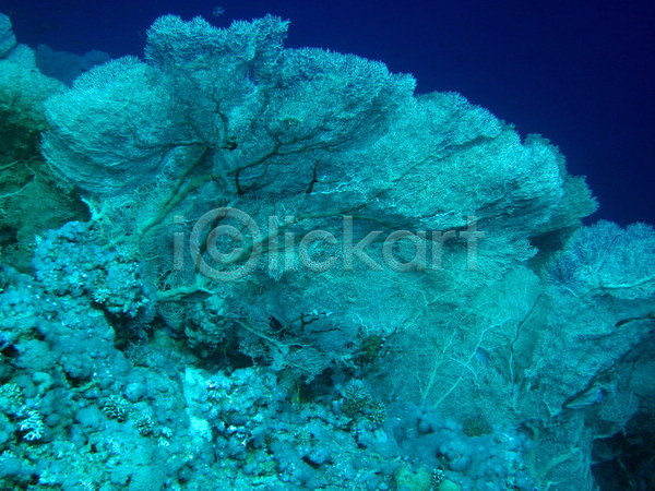 사람없음 JPG 포토 해외이미지 바다 산호 수중 야생동물 이집트 자연 해외202004