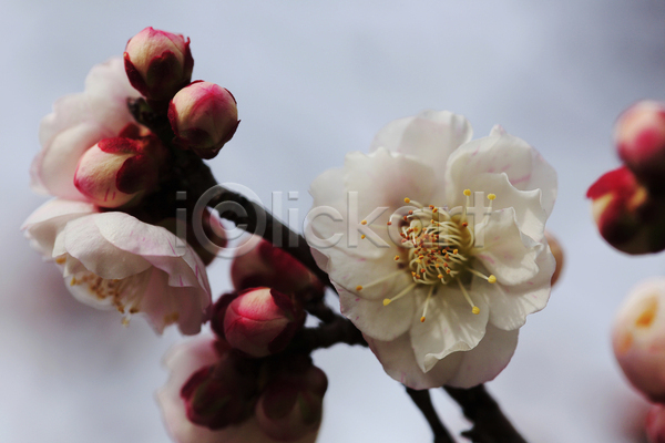 신선 사람없음 JPG 포토 해외이미지 꽃 나무 노란색 봄 분홍색 식물 일본 자두 해외202004 흰색