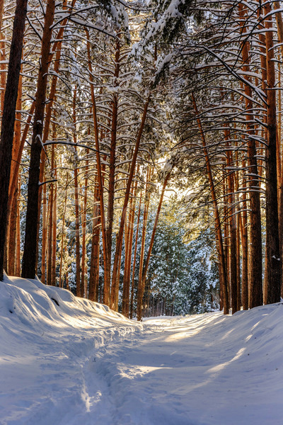 추위 사람없음 JPG 포토 해외이미지 겨울 계절 공원 길 나무 냉동 눈내림 도로 목재 서리 숲 얼음 자연 자작나무 장면 크리스마스 파란색 풍경(경치) 하늘 해외202004 흰색