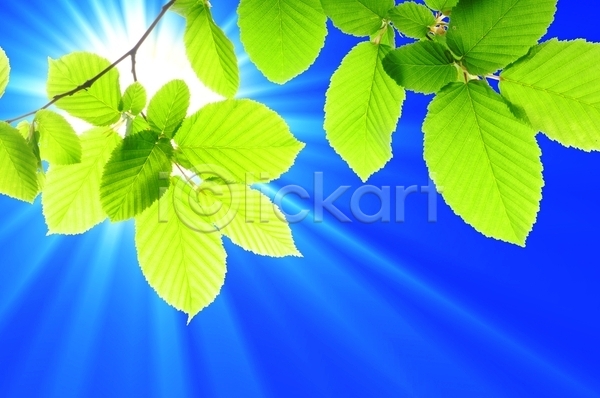 사람없음 JPG 포토 해외이미지 계절 고립 공원 나뭇가지 맑음 보케 봄 빛 생태계 생태학 숲 식물 신용카드 에코 여름(계절) 우주 잎 자연 초록색 카피스페이스 태양 파란색 프레임 하늘 해외202004 환경 흰색