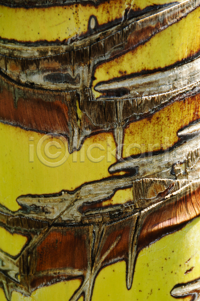 울퉁불퉁 사람없음 JPG 포토 해외이미지 갈색 거친 껍질 나무 나무껍질 날씨 내추럴 노란색 닫기 모양 목재 묘사 백그라운드 부분 생태학 선 손바닥 식물 십자가 유기농 자르기 자연 장작 줄무늬 질감 패턴 표면 해외202004