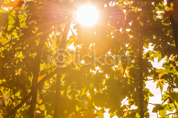따뜻함 행복 사람없음 JPG 포토 해외이미지 가을(계절) 계절 나무 맑음 백그라운드 빛 식물 야외 오렌지 잎 자연 장식 질감 초록색 컨셉 컬러풀 태양 해외202004 햇빛 황금