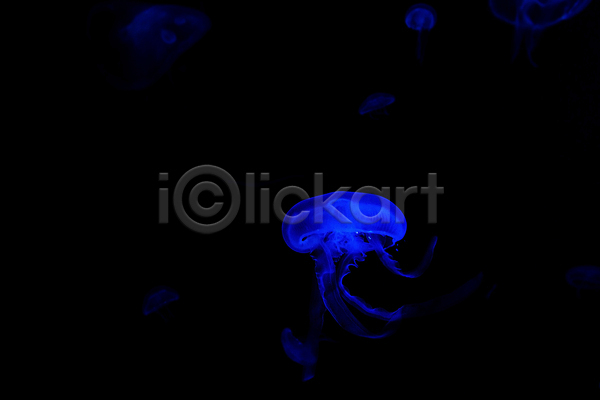 사람없음 JPG 포토 해외이미지 바닷속 수중동물 자포동물 파란색 한마리 해외202004 해파리