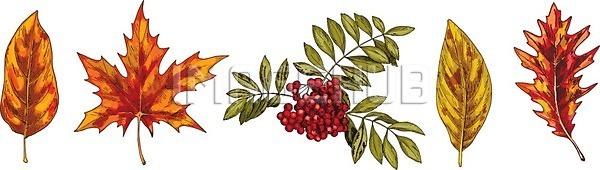건조 EPS 실루엣 일러스트 해외이미지 10월 가을(계절) 갈색 계절 고립 그래픽 그림 꽃무늬 나무 나뭇가지 내추럴 노란색 단풍 미술 백그라운드 빨간색 세트 손 수집 수확 숲 식물 여름(계절) 열매 오렌지 잎 자연 장식 질감 초록색 추상 해외202004 해외일러스트 흰색