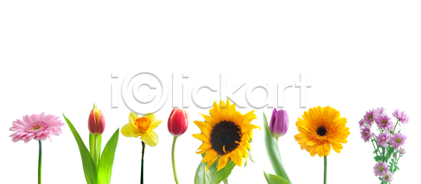 사람없음 JPG 포토 해외이미지 고립 꽃 꽃다발 꽃무늬 데이지 모음 배열 봄 새싹 선물 수선화 수집 식물 어머니의날 여러개 우주 자르기 자연 줄서기 카피스페이스 튤립 프레임 해바라기 해외202004 해외포토