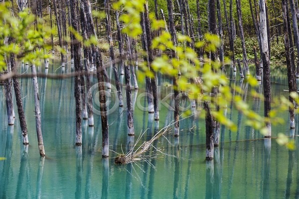 뜨거움 사람없음 JPG 포토 해외이미지 물 봄 서기 숲 연못 일본 자연 죽음 청록색 파란색 풍경(경치) 해외202004 호수 홋카이도