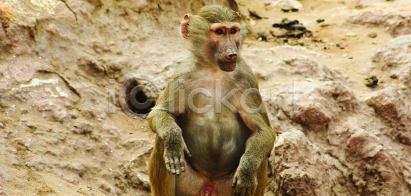 기쁨 사람없음 아기 JPG 포토 해외이미지 가족 검은색 고립 공원 꼬리 동물 동물원 미술 백그라운드 사파리 생물 서식지 숲 아프리카 야생동물 에티오피아 여행 원숭이 유인원 이집트 자연 장난 탄자니아 털 포유류 풍경 해외202004 해외포토 황무지 휴가