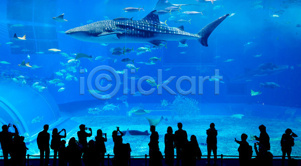 군중 사람 여러명 JPG 실루엣 포토 해외이미지 고래상어 수족관 수중 실내 아쿠아리움 어류 파란색 해외202004