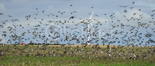 사람없음 JPG 포토 해외이미지 가축 검은색 구름 농업 먹이 바람 밭 씨앗 조류 초록색 침범 파란색 하늘 해외202004 해외포토 해충 힘