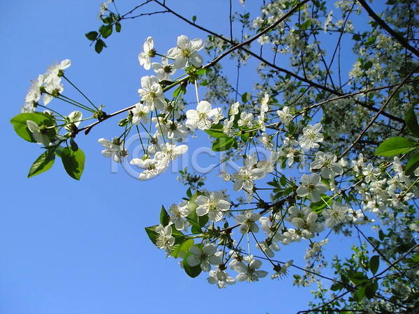 사람없음 JPG 포토 해외이미지 4월 5월 개화 꽃 나무 나뭇가지 봄 잎 체리 파란색 하늘 해외202004 흰색