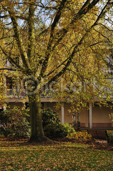 사람없음 JPG 포토 해외이미지 가을(계절) 계절 길 나무 노란색 목재 벤치 숲 의자 잎 자연 초록색 풍경(경치) 하늘 해외202004 햇빛