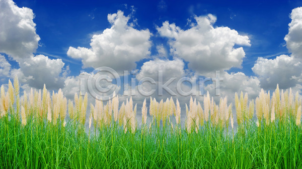 성장 사람없음 JPG 포토 해외이미지 갈대(식물) 건강 구름(자연) 멀리 백그라운드 식물 여름(계절) 잎 초록색 태양 파란색 하늘 해외202004 햇빛 환경 흰색