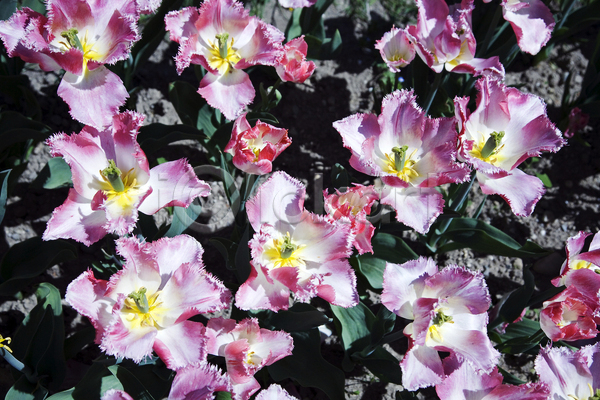 사람없음 JPG 포토 해외이미지 꽃 꽃잎 분홍색 식물 정원 튤립 해외202004