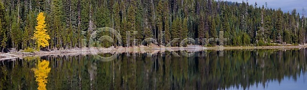 고독 특별함 사람없음 JPG 포토 해외이미지 가을(계절) 나무 노란색 반사 빛 서기 소나무 숲 해외202004 호수 혼자