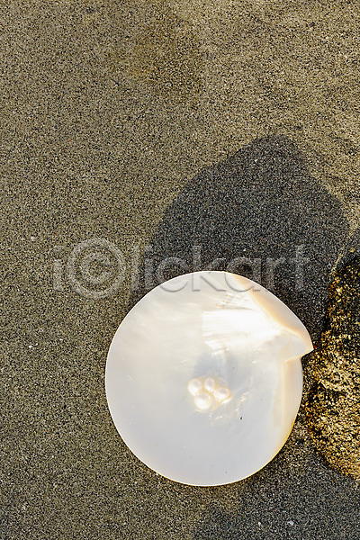 고급 우아함 행운 사람없음 JPG 포토 해외이미지 굴 껍질 모래 바다 발견 보물 보석 빛 선물 자연 해외202004 흰색