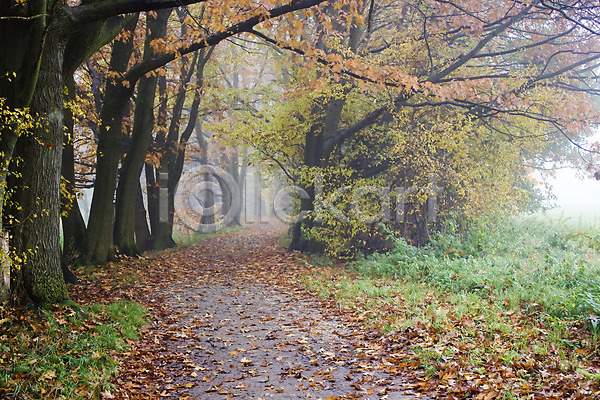 분위기 신비 사람없음 JPG 포토 해외이미지 11월 가을(계절) 공원 나무 날씨 도로 빨간색 뿌연 숲 아침 안개 잎 자연 초록색 카펫 풍경(경치) 해외202004 황금