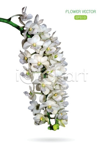 사람없음 EPS 일러스트 해외이미지 꽃 난초꽃 해외202004 흰색