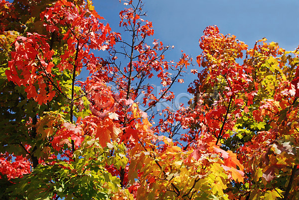 사람없음 JPG 포토 해외이미지 가을(계절) 계절 공원 나무 나뭇가지 내추럴 단풍 백그라운드 빨간색 숲 식물 야외 잎 자연 컬러풀 하늘 해외202004