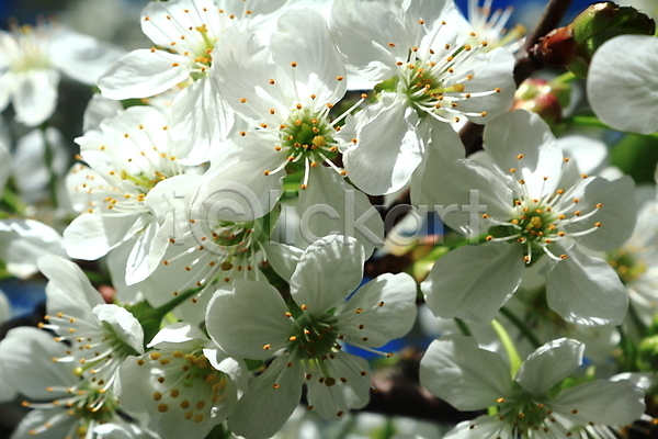 사람없음 JPG 포토 해외이미지 꽃 꽃잎 백그라운드 봄 식물 자연 전경 해외202004 흰색