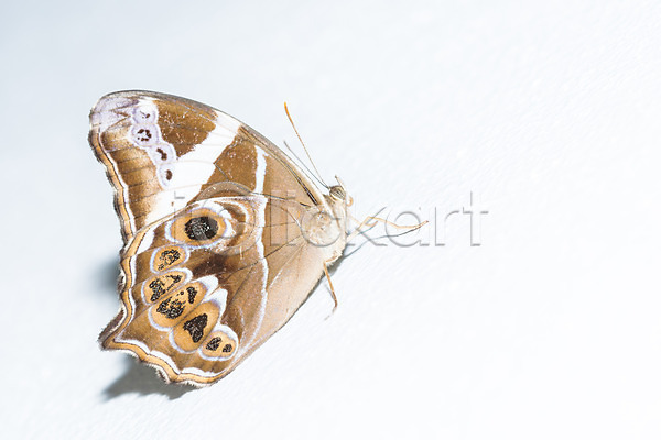 사람없음 JPG 포토 해외이미지 곤충 나방 나비 동물 묘사 야간 컬러풀 해외202004 흰색
