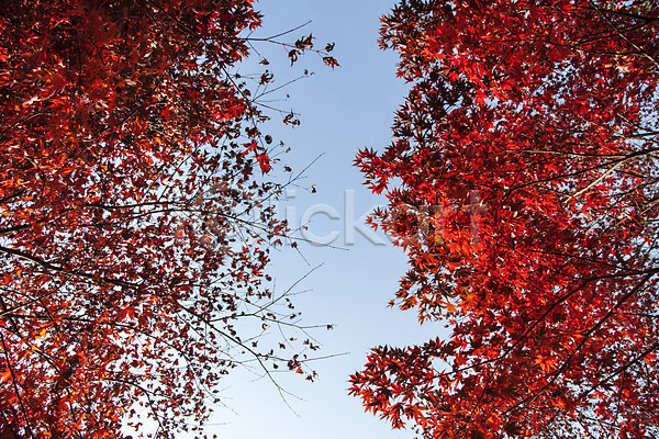 사람없음 JPG 포토 가을(계절) 계절 나무 나뭇잎 남한산성 단풍 식물 야외 주간 풍경(경치) 하늘 한국