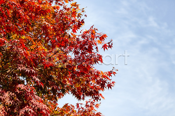 사람없음 JPG 포토 가을(계절) 계절 나무 남한산성 단풍 단풍나무 식물 야외 주간 풍경(경치) 하늘 한국
