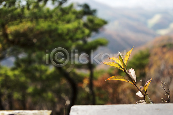 사람없음 JPG 아웃포커스 포토 가을(계절) 계절 나무 나뭇잎 남한산성 단풍 식물 야외 주간 풍경(경치) 한국