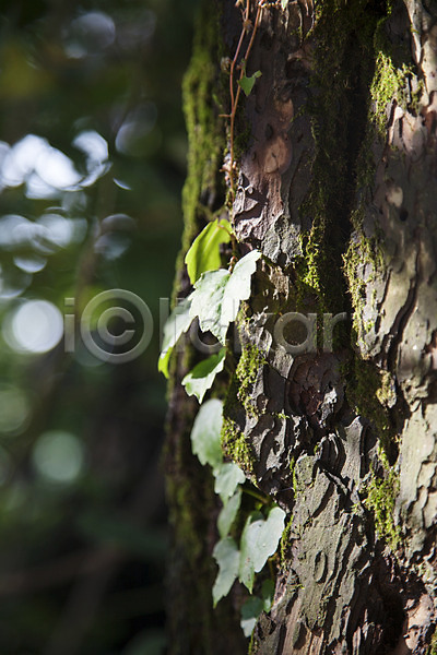 사람없음 JPG 포토 계절 나무 나뭇잎 남한산성 식물 야외 여름(계절) 주간 풍경(경치) 한국 햇빛