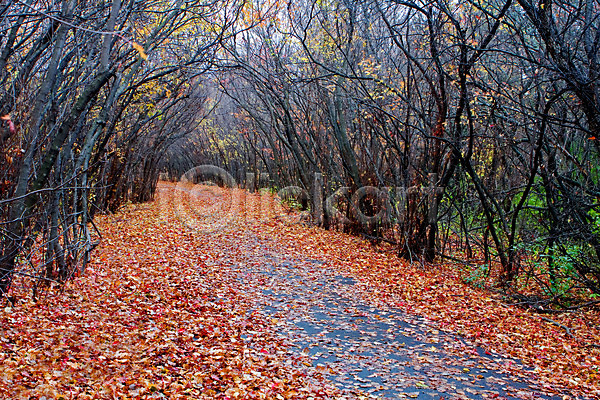 평화 사람없음 JPG 포토 해외이미지 가을(계절) 길 나무 덮개 아치 잎 자연 컬러풀 풍경(경치) 해외202004