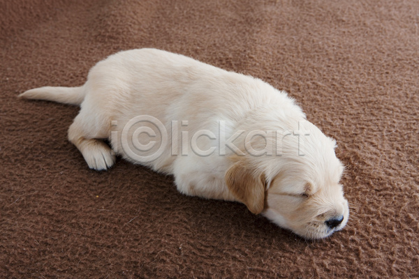 귀여움 편안함 휴식 사람없음 JPG 포토 해외이미지 강아지 개 골든리트리버 눕기 새끼 실내 잠 한마리