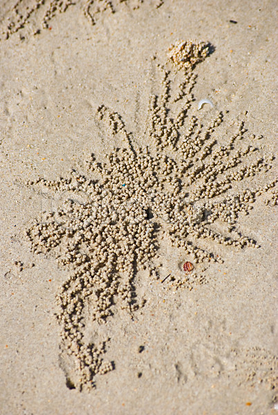 사람없음 어린이 JPG 포토 해외이미지 게 그래픽 나선형 동물 모래 바다 백그라운드 뿔 손바닥 야생동물 야외 여름(계절) 여행 오브젝트 유령 자연 질감 추상 컬러풀 태국 해외202004