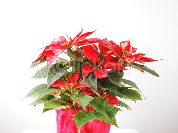 축하 사람없음 JPG 포토 해외이미지 꽃 노엘 메리크리스마스 별 빨간색 식물 자연 크리스마스 포인세티아 해외202004 휴가