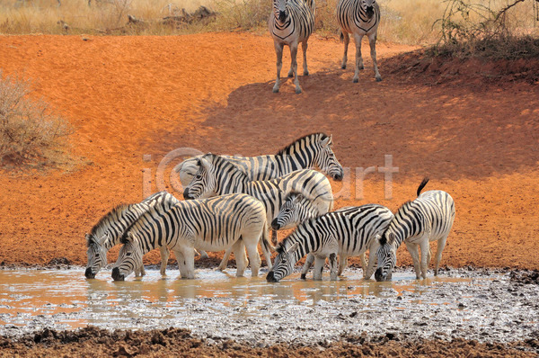 사람없음 JPG 포토 해외이미지 검은색 국립공원 남아프리카 동물 동물상 모래 물 빨간색 아프리카 야생동물 얼룩말 음료 자연 포유류 해외202004 황무지 흰색