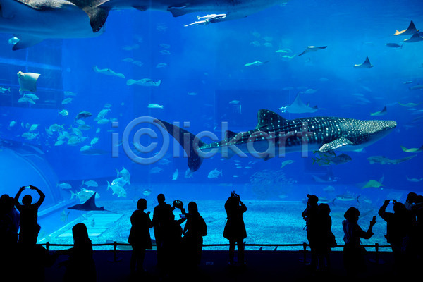 군중 사람 여러명 JPG 실루엣 포토 해외이미지 고래상어 수족관 수중 실내 아쿠아리움 어류 전신 파란색 해외202004