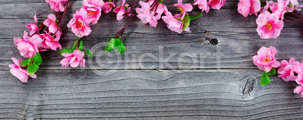 동양인 사람없음 JPG 포토 해외이미지 4월 5월 계절 꽃 꽃무늬 나무 나뭇가지 목재 백그라운드 벚꽃 봄 분홍색 수확 시골 식물 실크 인공 일본 자연 체리 카피스페이스 해외202004 해외포토 흰색