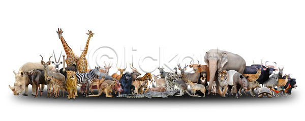 사람없음 JPG 포토 해외이미지 거북이 고립 기린 동물 멧돼지 미국 사슴 사자 아시아 아프리카 악어 야생동물 얼룩말 재규어 조류 침팬지 캥거루 코끼리 타조 파충류 포유류 하마 해외202004 해외포토 호랑이 흰색