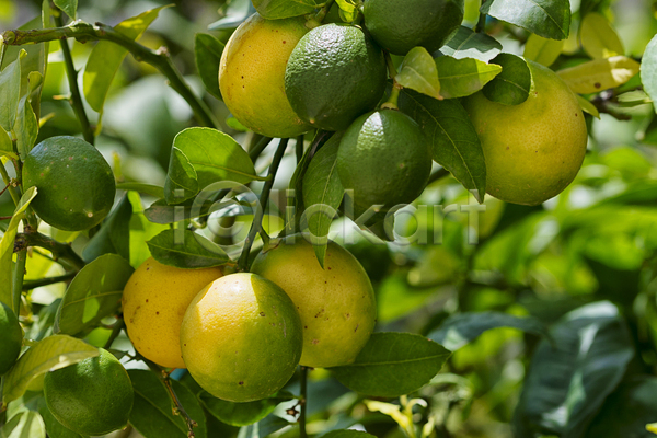 성장 신선 사람없음 JPG 포토 해외이미지 건강 과일 귤 나무 내추럴 농업 농장 레몬 백그라운드 식물 원예 음식 자연 정원 주스 초록색 해외202004