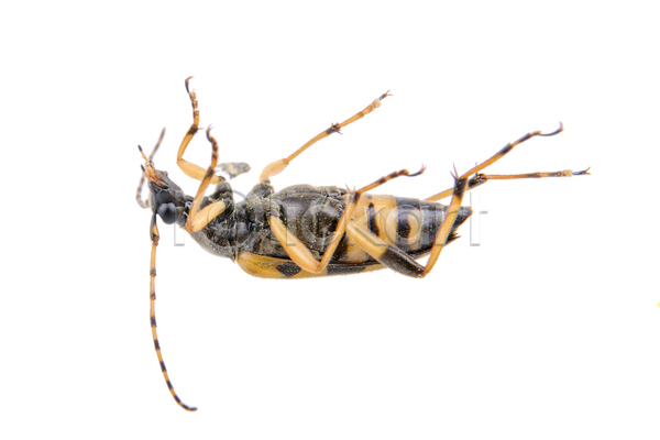 선택 사람없음 JPG 포토 해외이미지 검은색 고립 곤충 노란색 닫기 동물 동물상 딱정벌레 묘사 백그라운드 벌레 야생동물 자연 작음 초록색 해외202004 흰색