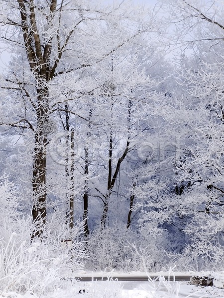 침묵 사람없음 JPG 포토 해외이미지 겨울 나무 나뭇가지 서리 숲 식물 얼음 자연 크리스마스 풍경(경치) 해외202004 흰색