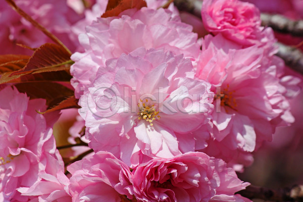 사람없음 JPG 포토 해외이미지 개화 꽃 나무 나뭇가지 닫기 벚꽃 봄 분홍색 식물 일본 자연 정원 체리 해외202004