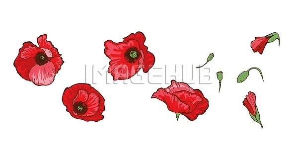 신선 추위 EPS 일러스트 해외이미지 5월 고립 그룹 그림 꽃 꽃무늬 꽃잎 들꽃 디자인 머리 밭 백그라운드 봄 빨간색 식물 심플 양귀비 엘리먼트 여름 오브젝트 자연 컨셉 해외202004 해외일러스트 흰색