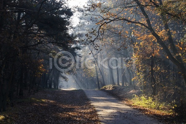 사람없음 JPG 포토 해외이미지 가을(계절) 공원 국립공원 길 나무 내추럴 네덜란드 도로 목재 백그라운드 빛 숲 아침 안개 야외 잎 자연 장면 풍경(경치) 해외202004 환경